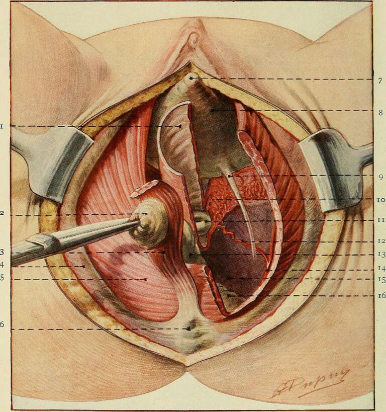 Exploring the Different Areas of Gynecology
