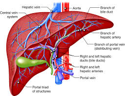 Understanding the Role of EGD for Digestive Health