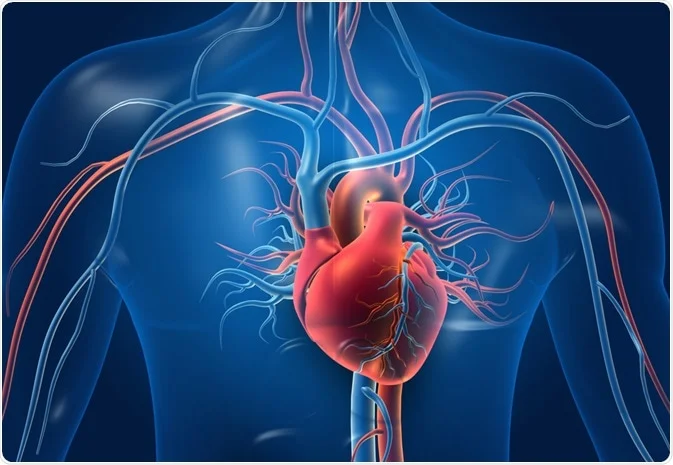 How Does a Cardiologist Help With Heart Health?